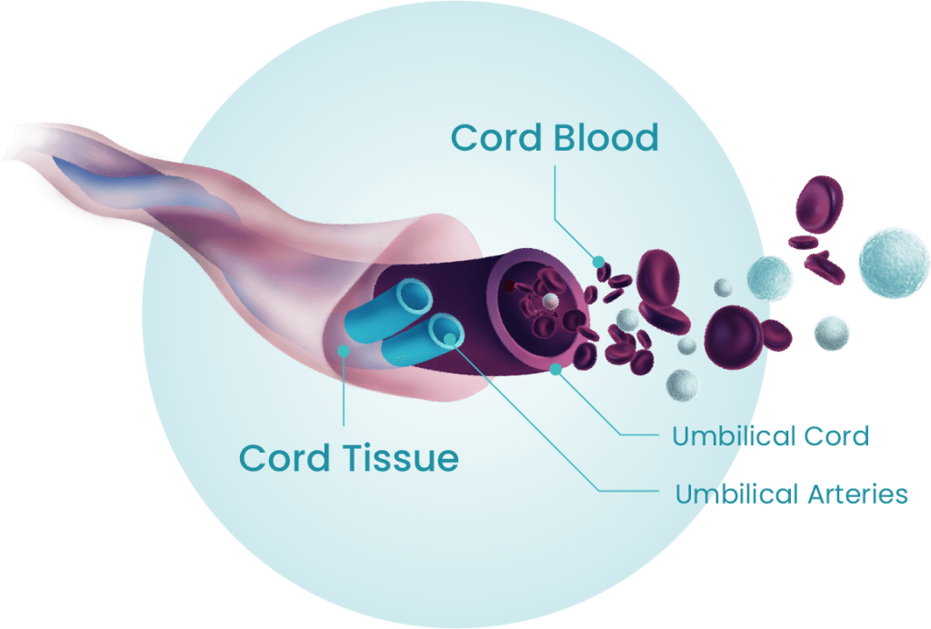 About Cord Blood and Tissue