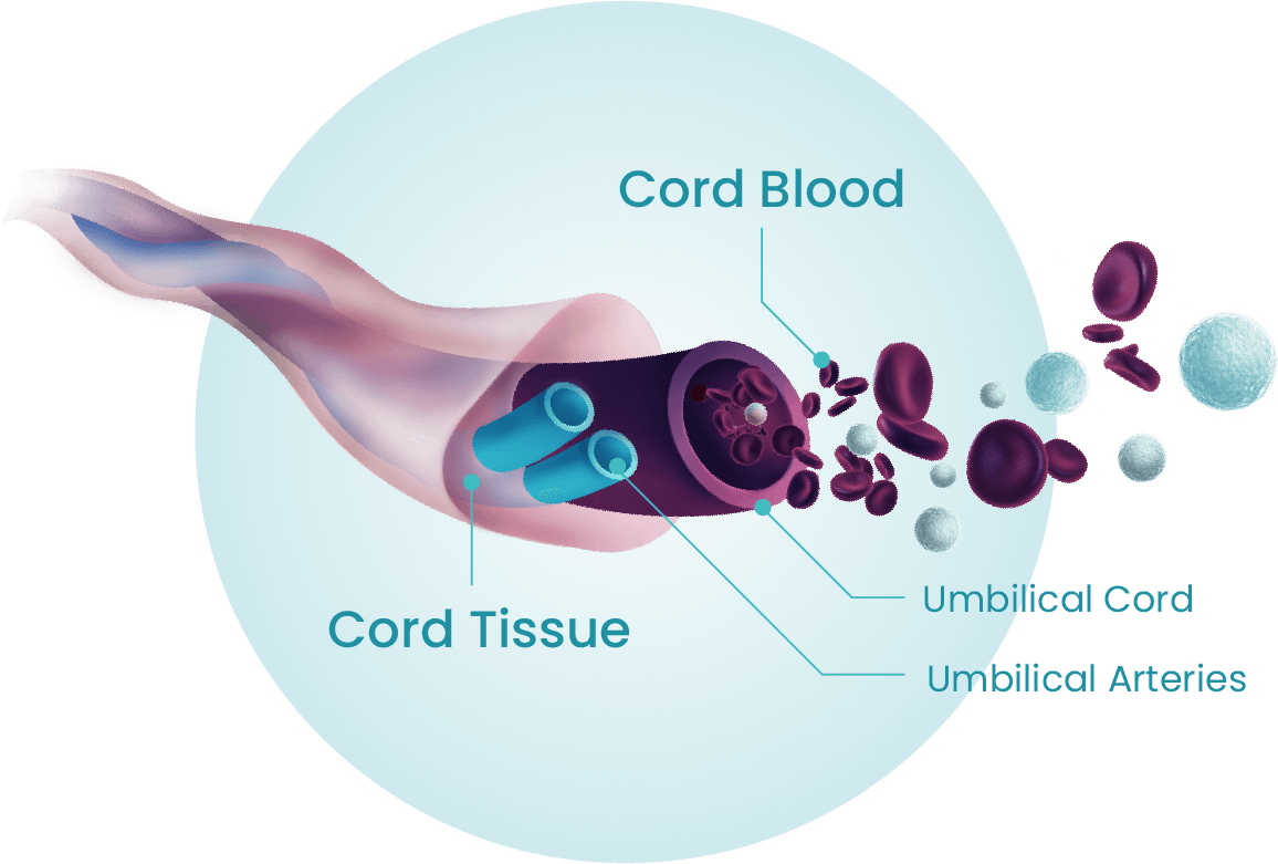 cord-blood-securicord