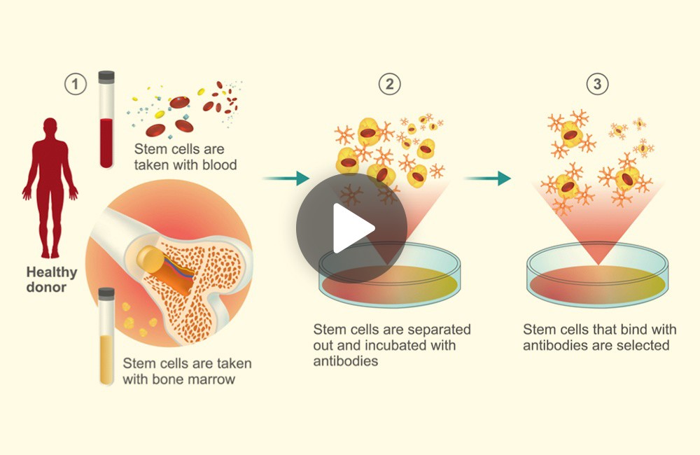 An introduction to stem cells