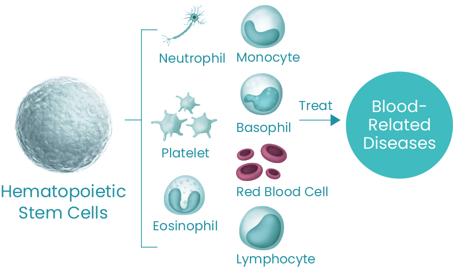 About Hematopoietic Stem Cells