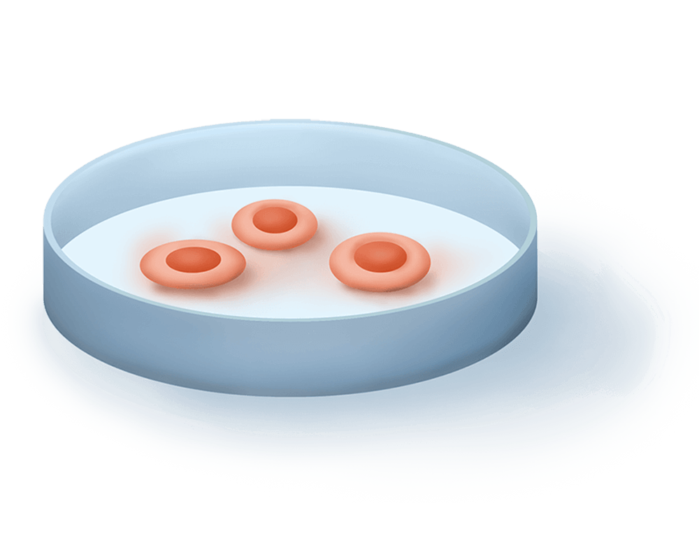 Stem Cells In A Petri Dish