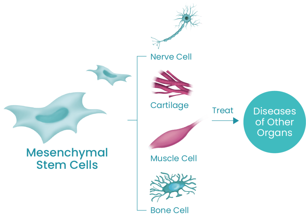 About Mesenchymal Stem Cells