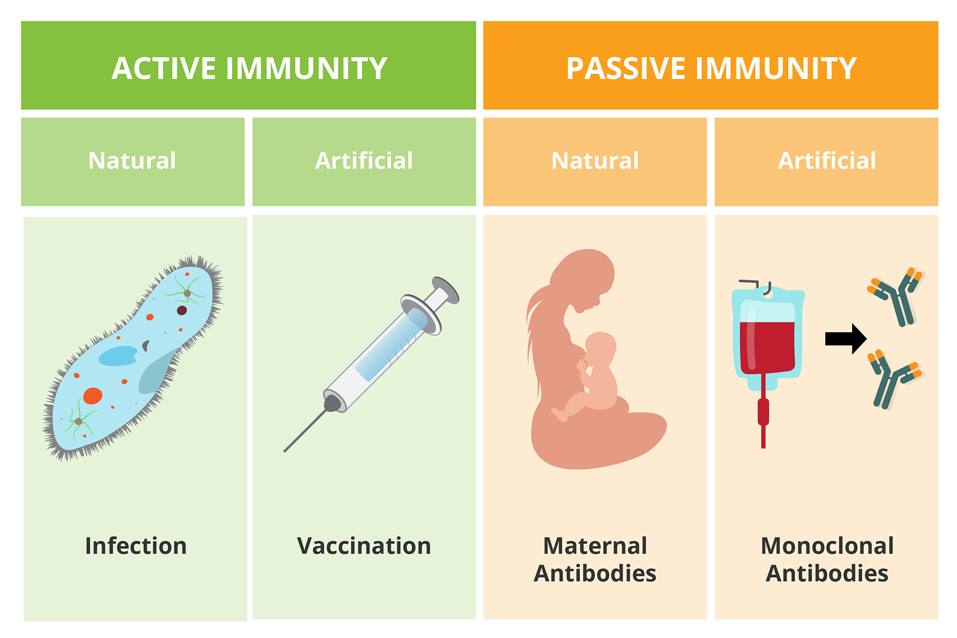 Viruses, immunity and stem cells - Securicord